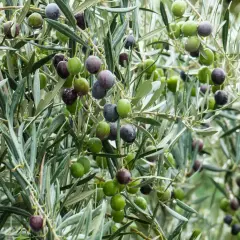 Riego de árboles frutales: aceitunas verdes y moradas cuelgan de ramas frondosas, algunas con gotas de agua.