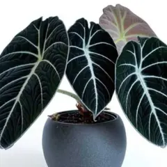 Alocasia Wentii, con sus hojas oscuras y venas blancas, luce majestuosa en su maceta gris.