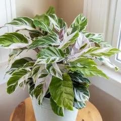 Calathea fusion white, una planta de interior con hojas verdes y blancas, luce espectacular junto a la ventana.