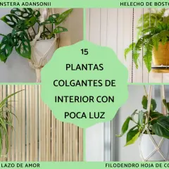 Monstera Adansonii, Lazo de Amor y Filodendro Hoja de Corazón son ejemplos de planta colgante interior poca luz.