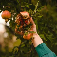 Mano recogiendo granadas de un árbol, una abierta mostrando sus semillas rojas.