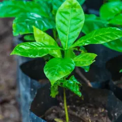 Pequeñas plantas de café en macetas negras, con hojas verdes brillantes y húmedas.