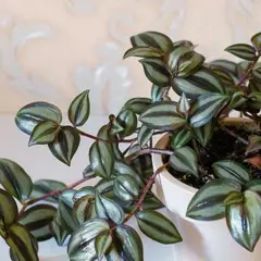Tradescantia zebrina con hojas plateadas y moradas. Si notas que se marchita, podría indicar problemas de riego o luz.