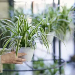 Manos sostienen una planta cinta en maceta blanca, con hojas verdes y blancas que caen en cascada.