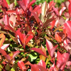 Un arbusto de hojas rojas vibrantes, con algunas hojas verdes tenues asomando entre el follaje.