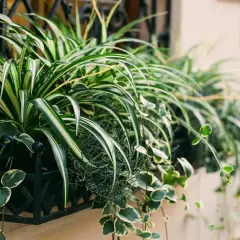 Variedad de tipos de cintas plantas en macetero negro. Hojas verdes y blancas de planta araña y otras colgantes.
