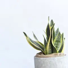 Sansevieria trifasciata, un ejemplo de los diversos tipos de sansevieria, con hojas verdes y amarillas en una maceta de cemento.
