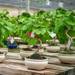 Varios ejemplares de ginkgo biloba cultivo en maceta, con sus hojas verdes y troncos retorcidos, reposan sobre una mesa de madera.