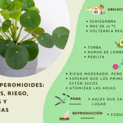 Guía de cuidados para Pilea Peperomioides: ubicación, riego, suelo, poda y reproducción con esquejes.