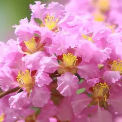 Flores rosadas y rizadas de un árbol de Júpiter, con estambres amarillos vibrantes. Sus cuidados son sencillos para disfrutar su belleza.