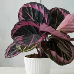 Calathea roseopicta, planta de interior con hojas oscuras y vibrantes rayas rosas y moradas, en maceta blanca.
