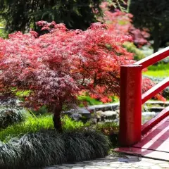 Un árbol con flores rojas vibrantes se alza junto a un puente rojo en un jardín sereno.