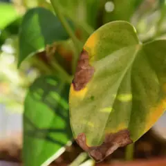 Primer plano de una hoja de monstera con manchas marrones y amarillas, indicando que necesita cuidados.