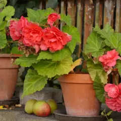 Bellas begonias en macetas, mostrando distintos tipos de begonias, fotos de flores rojas y rosadas con hojas verdes.