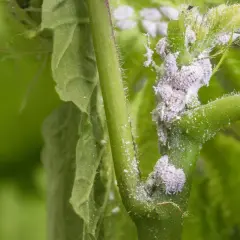 Planta infestada con cochinilla lapa, pequeños insectos blancos cubriendo el tallo y las hojas, dañando el crecimiento.