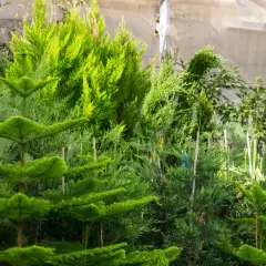 Variedad de coníferas listas para plantar setos para cerramiento. Arbustos verdes y frondosos, ideales para crear privacidad.