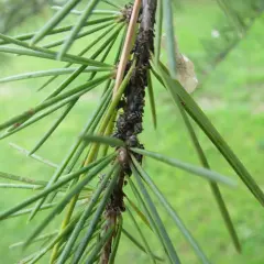 Plaga de pulgones en un ciprés, un ejemplo de enfermedades del ciprés. Fotos de insectos chupadores en ramas verdes.