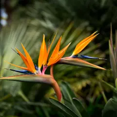 Una exótica ave del paraíso despliega sus vibrantes pétalos naranjas y azules sobre un fondo verde oscuro.