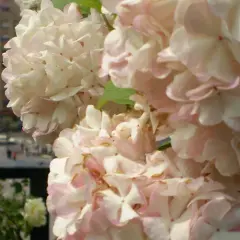Delicadas flores de planta bola de nieve, con pétalos blancos y rosados, se asoman sobre un balcón con vistas a una calle urbana.