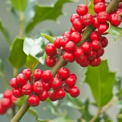 Ramita de acebo con bayas rojas brillantes. Ideal para aprender a plantar acebo por esqueje y disfrutar de su follaje perenne.