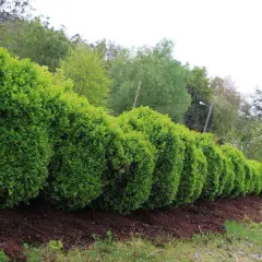 Una hilera de arbustos para setos, perfectamente podados y de un verde vibrante, bordean un camino.