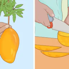 Mano recogiendo un gran arbol de mango. Otra mano corta un mango en rodajas.
