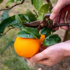 Manos podando un naranjo para cosechar naranjas.
