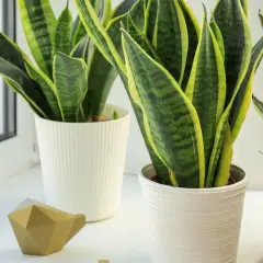 Plantas espada de san jorge con hojas verdes y bordes amarillos, en macetas blancas junto a una ventana.