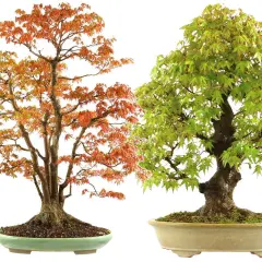Dos arces japoneses en maceta, uno con hojas naranjas y otro con hojas verdes. El arce japonés cuidados requiere atención para mantener su belleza.