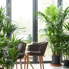 Un rincón acogedor con varias plantas kentia, sillas de mimbre y una mesa con un jarrón verde.