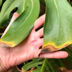 Mano sosteniendo hojas de Costilla de Adán con puntas secas y amarillas, como si fueran hojas negras por el daño.