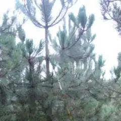 Un primer plano de un bosque de pinos, con la luz del sol filtrándose entre las ramas y la cada **aguja de pino** brillando.
