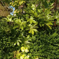 Grandes hojas verdes de Fatsia japonica se mezclan con arbustos densos y un árbol otoñal.