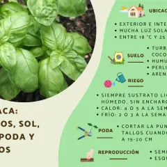 Albahaca: cuidados, sol, riego y poda. Consejos para cultivar esta hierba aromática en casa.