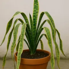 Sansevieria con hojas muy largas y caídas, de un verde intenso con bordes amarillos, en una maceta de terracota.