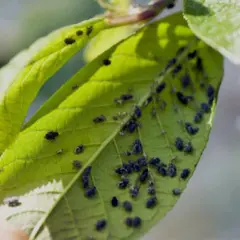 Unas hojas verdes de un árbol frutal cubiertas de pequeñas plagas negras.