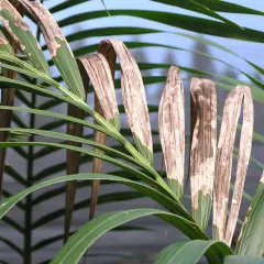 Hojas de kentia con manchas marrones y secas, indicando posibles enfermedades.