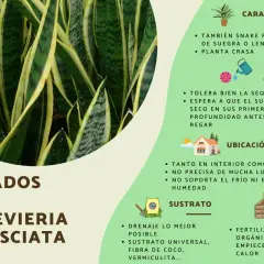 Planta Sansevieria Trifasciata, también conocida como lengua de suegra, con hojas verdes y amarillas. La imagen detalla sus cuidados, riego, ubicación y sustrato.