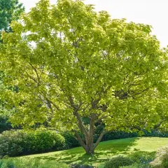Árboles de parques frondosos y verdes, con hojas brillantes bajo el sol. Un oasis de tranquilidad.