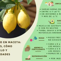 Limonero en macetero con limones amarillos, ideal para cultivar en casa. Consejos de riego, suelo y fertilizante.