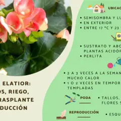 Bellas begonias de interior con flores rosadas, listas para cuidados y reproducción.