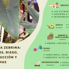 Alocasia zebrina: cuidados, riego y reproducción. Consejos para su ubicación, suelo, abono y humedad.