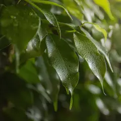 Hojas de ficus benjamina con gotas de agua, quizás indicando estrés o enfermedades.