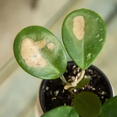 Planta en maceta con hojas verdes y manchas claras, indicando poto hojas quemadas por el sol.