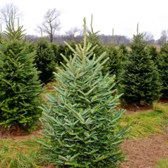 Fila de árboles de Navidad, mostrando varios tipos de abetos en un campo.