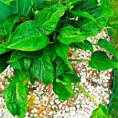 Alocasia cucullata con hojas verdes brillantes y gotas de agua, rodeada de grava blanca y césped.