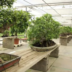 Bonsáis de ficus microcarpa en un invernadero, mostrando sus raíces aéreas y follaje exuberante. Los cuidados de estas plantas son esenciales para su belleza.