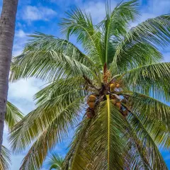 Palmeras de cocos nucifera con cocos maduros colgando bajo un cielo azul con nubes blancas.