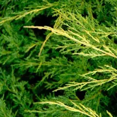 Primer plano de ramas de enebro, mostrando diferentes tipos de enebro con follaje verde y algunas partes amarillentas.