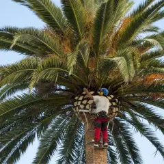 Hombre con equipo de seguridad cortando tronco de palmera con motosierra.